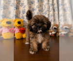 Small #9 Lhasa Apso