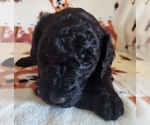 Small Photo #8 Goldendoodle Puppy For Sale in SCARBRO, WV, USA