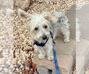 Mutt Dogs for adoption in San Diego, CA, USA