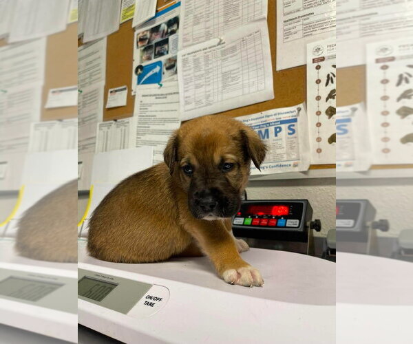 Medium Photo #1 Great Pyrenees-Mastiff Mix Puppy For Sale in Bolivar, MO, USA