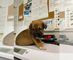 Small Great Pyrenees-Mastiff Mix