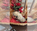 Small Photo #5 Shih Tzu Puppy For Sale in BRIDGETON, NJ, USA