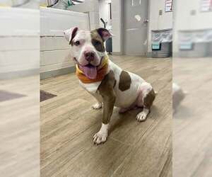 American Pit Bull Terrier-Unknown Mix Dogs for adoption in Rowlett, TX, USA