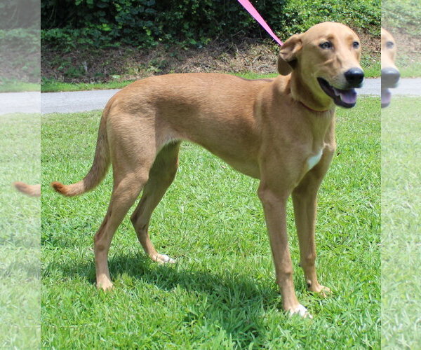 Medium Photo #2 Retriever -Unknown Mix Puppy For Sale in Prattville, AL, USA