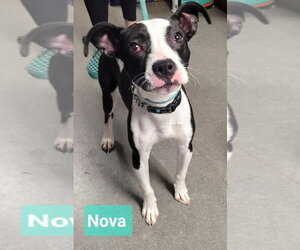 American Staffordshire Terrier-Miniature Pinscher Mix Dogs for adoption in Richmond, IN, USA