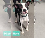 Small American Staffordshire Terrier-Miniature Pinscher Mix