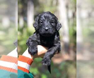Goldendoodle (Miniature) Puppy for sale in ORLANDO, FL, USA