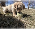 Small Photo #20 Labrador Retriever Puppy For Sale in HUDSON, CO, USA