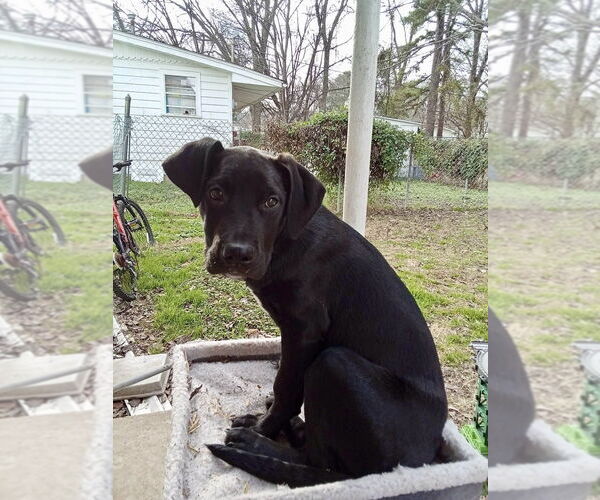 Medium Photo #2 Mutt Puppy For Sale in Boston, MA, USA