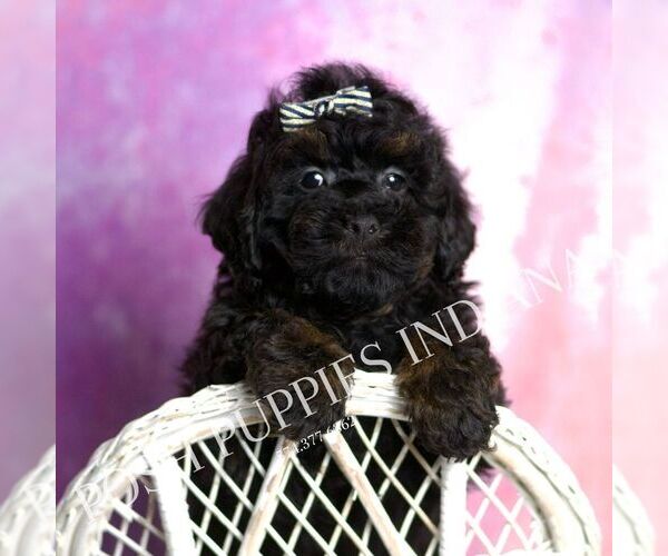 Medium Photo #90 Poodle (Miniature) Puppy For Sale in WARSAW, IN, USA