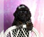 Small Photo #90 Poodle (Miniature) Puppy For Sale in WARSAW, IN, USA