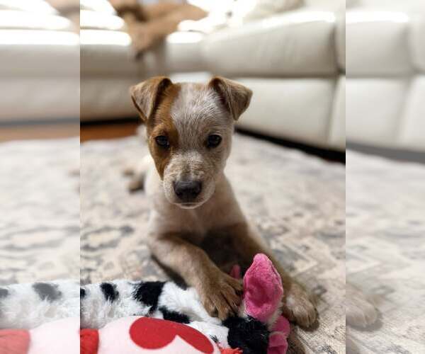 Medium Photo #2 - Mix Puppy For Sale in Turlock, CA, USA