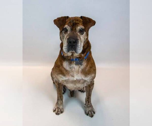 Medium Photo #12 Bulldog-Unknown Mix Puppy For Sale in Kennesaw, GA, USA