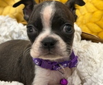 Small Photo #9 Boston Terrier Puppy For Sale in GILMER, TX, USA