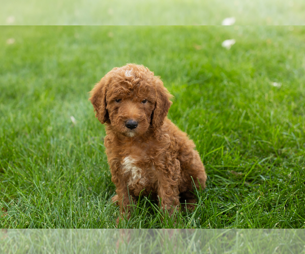Medium Photo #25 Goldendoodle-Poodle (Miniature) Mix Puppy For Sale in NAPPANEE, IN, USA