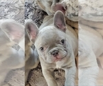 Puppy Lovebug French Bulldog