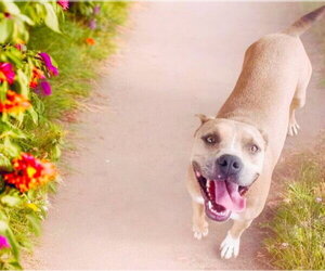 Sandee - Female American Pit Bull Terrier-American Staffordshire Terrier Mix Dog for Adoption - Photo #3