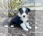 Small Australian Shepherd