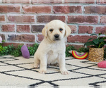 Small #16 Labrador Retriever