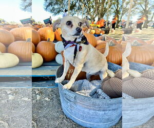 Ruthine - Female Chihuahua-Unknown Mix Dog for Adoption - Photo #3