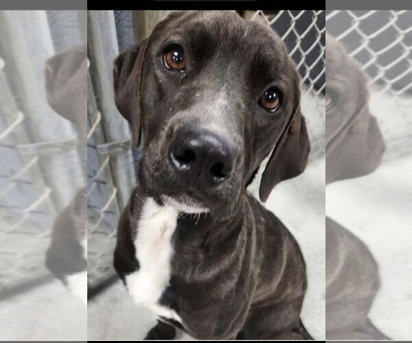 Medium Photo #1 Labbe Puppy For Sale in Pottstown, PA, USA