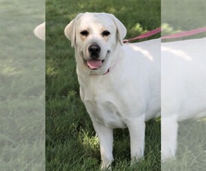 Mother of the Labrador Retriever puppies born on 07/01/2024