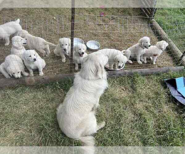 Medium Photo #5 Golden Retriever Puppy For Sale in WILTON, CA, USA