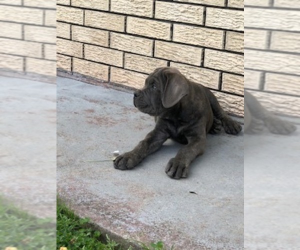 Medium Photo #2 Cane Corso Puppy For Sale in HARVEY, LA, USA
