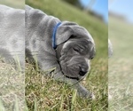 Small Photo #16 Great Dane Puppy For Sale in PINNACLE, NC, USA
