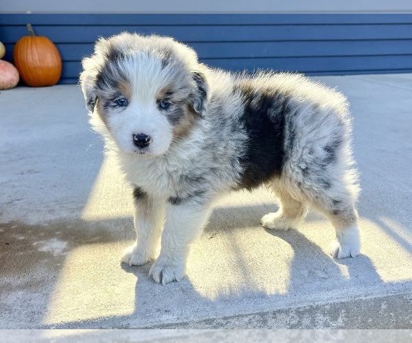 Medium Photo #3 Australian Shepherd Puppy For Sale in LODA, IL, USA