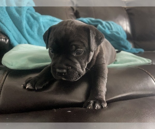 Medium Photo #64 American Bully Puppy For Sale in REESEVILLE, WI, USA