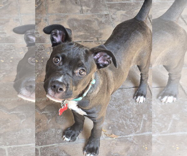 Medium Photo #19 American Pit Bull Terrier-Labrador Retriever Mix Puppy For Sale in San Diego, CA, USA