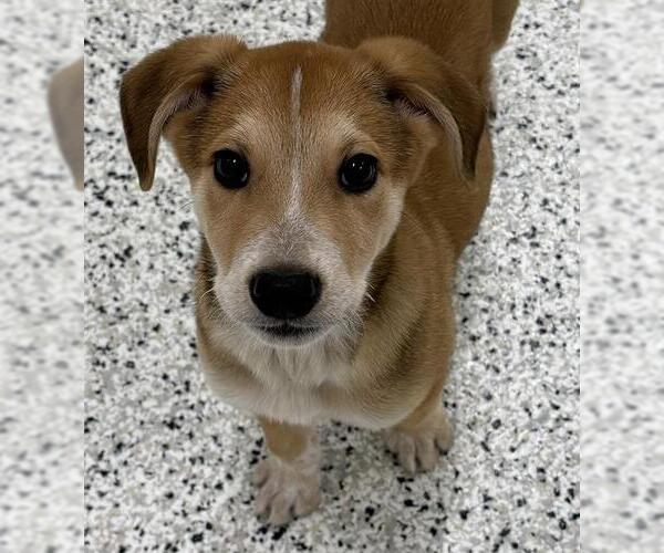 Medium Photo #1 Beagle-Unknown Mix Puppy For Sale in Canfield, OH, USA