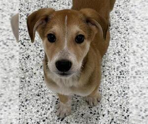 Beagle-Unknown Mix Dogs for adoption in Canfield, OH, USA