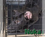 Small #3 Huskies -Labrador Retriever Mix