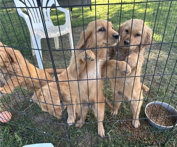 Medium Photo #7 Golden Retriever Puppy For Sale in CLEVELAND, TN, USA