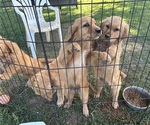 Small #6 Golden Retriever