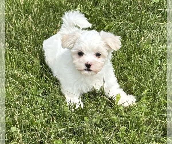 Medium Photo #17 Maltese Puppy For Sale in ROCK STREAM, NY, USA
