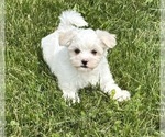 Small #16 Maltese