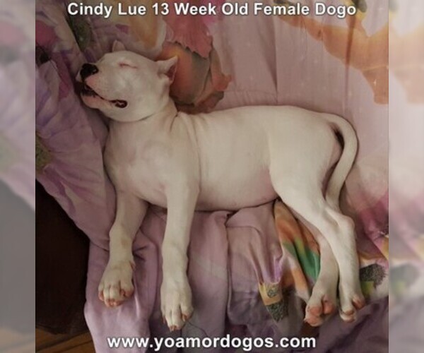 Medium Photo #193 Dogo Argentino Puppy For Sale in PINEVILLE, MO, USA