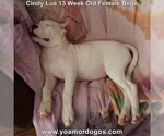 Small Photo #193 Dogo Argentino Puppy For Sale in PINEVILLE, MO, USA