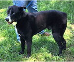 Small #1 Australian Shepherd Mix