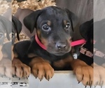 Small Photo #19 Doberman Pinscher Puppy For Sale in BEGGS, OK, USA