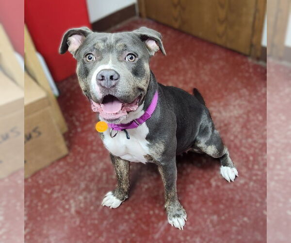 Medium Photo #5 American Pit Bull Terrier-Unknown Mix Puppy For Sale in Fargo, ND, USA