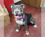 Small #4 American Pit Bull Terrier Mix
