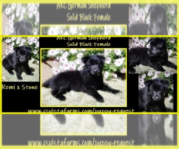 Medium Photo #1 German Shepherd Dog Puppy For Sale in BUTTE VALLEY, CA, USA