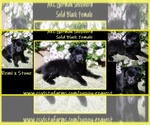 Small Photo #1 German Shepherd Dog Puppy For Sale in BUTTE VALLEY, CA, USA