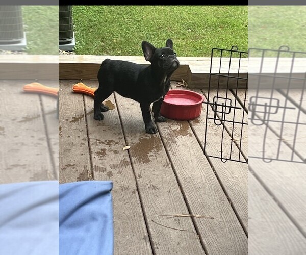 Medium Photo #7 French Bulldog Puppy For Sale in COLUMBUS, GA, USA