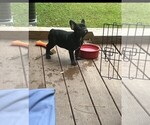 Small #6 French Bulldog