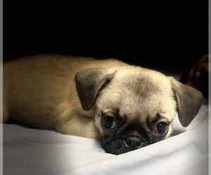 Pug Puppy for sale in AURORA, CO, USA